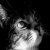 The cats magique