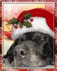 pifou06