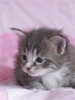 lilouche-chat