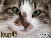 loup45