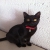 TESSY4