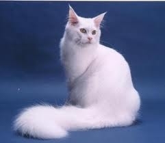 les fan d\'angora