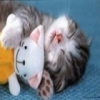 Le club des chats heureux