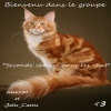 *Seconde chance pour les chat*
