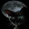 Les chats noirs