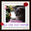 * Le Club Des Chats *