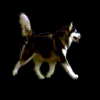 Love Husky