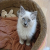 Le chat Sacre de Birmanie