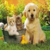 Les animaux nos meilleur amis