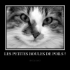 Les petites boules de poils !