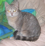 Chat Harley - Shiny bengal Mâle (0 mois)