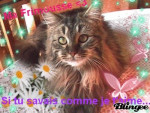 Chat Frimousse - Shiny maine coon Femelle (4 ans)