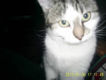 Chat Grisette - Shiny maine coon Femelle (4 mois)