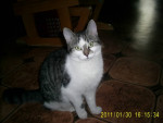 Chat Grisette - Shiny maine coon Femelle (4 mois)