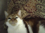 Chat Ringo - Shiny maine coon Mâle (6 ans)