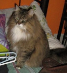 Chat Dylan - Shiny persan Mâle (4 ans)