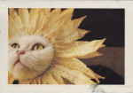Chat Sunflower Persian - Shiny persan Femelle (3 ans)