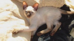 Chat Fanta achetée sur \