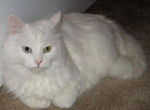 Chat Mystie - Shiny angora Femelle (1 an)