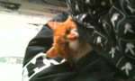 Chat Caramel - Shiny angora Mâle (8 mois)