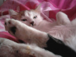 Chat Midnight - Shiny angora Femelle (1 an)