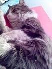 Chat Kitty - Shiny angora Femelle (4 ans)