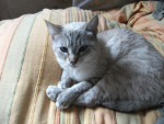 Chat mimine - Shiny angora Femelle (1 mois)