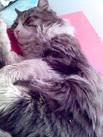 Chat Kitty - Shiny angora  (4 ans)