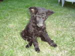 Chien Eirzanne - Femelle (4 mois)