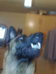 Chien dyson - Mâle (4 ans)