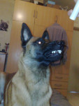 Chien dyson - Mâle (4 ans)