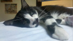Chat Ange -  Femelle (5 ans)