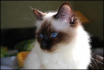 Chat Dolce -  Femelle (3 ans)