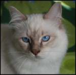Chat Enzo -  Mâle (2 ans)