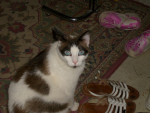 Chat Guimauve -  Mâle (3 ans)