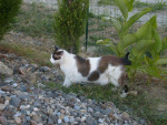 Chat Guimauve -  Mâle (3 ans)