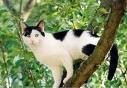Chat Pistache -  Mâle (7 mois)