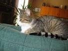 Chat Surprise -  Femelle (3 ans)