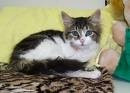 Chat Missy -  Femelle (7 mois)