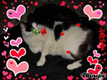 Chat Guimauve -  Mâle (3 ans)