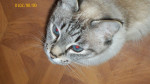 Chat Jessica bis -  Femelle (18 ans)