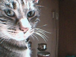 Chat Grizette -  Femelle (6 ans)