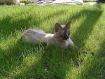 Chat Blanchette -  Femelle (7 ans)