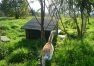 Chat vanille -  Femelle (2 ans)