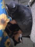 Chat stela est venki -  Mâle (0 mois)