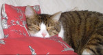 Chat Nougat -  Mâle (3 ans)