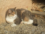 Chat Cannelle -  Femelle (18 ans)