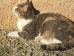 Chat Cannelle -  Femelle (18 ans)