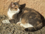 Chat Cannelle -  Femelle (18 ans)