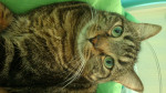 Chat Tigger :) -  Mâle (3 ans)